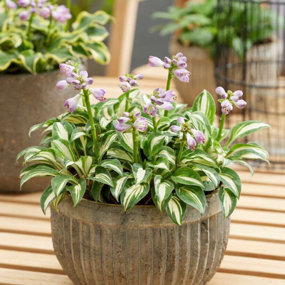 Hosta 'Pandora's Box'